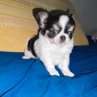 Chihuahua petit