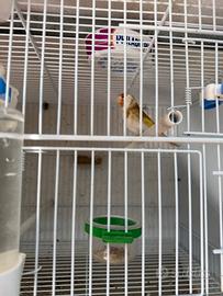 Cardellina Mayor Bruno Pastello