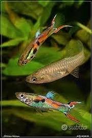 Acqua dolce Guppy - Poecilia di Endler