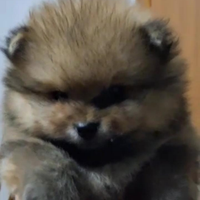 Spitz Pomerania