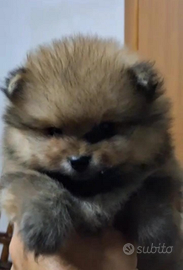 Spitz Pomerania