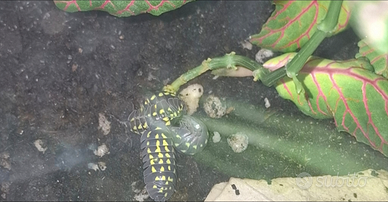 Armadillidium gestroi :isopod