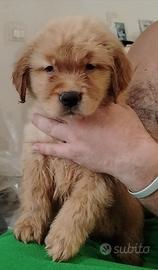 Golden retriever