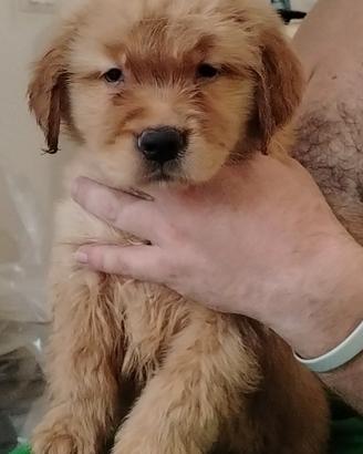 Golden retriever