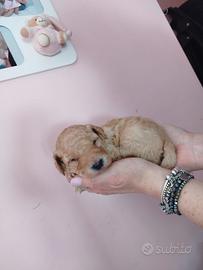 Cucciolo di barboncino Toy