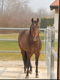 Stallone quarter horse