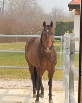 Stallone quarter horse