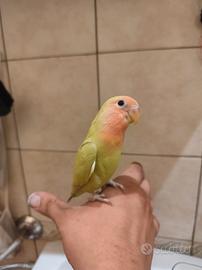 inseparabile allevato a mano