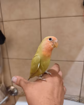 inseparabile allevato a mano