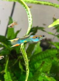 Pesci guppy acquario dolce