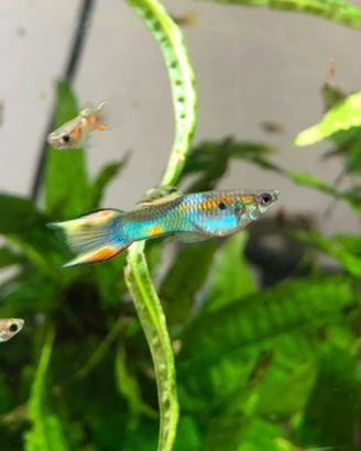 Pesci guppy acquario dolce