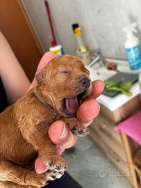 Cuccioli barboncini red nano