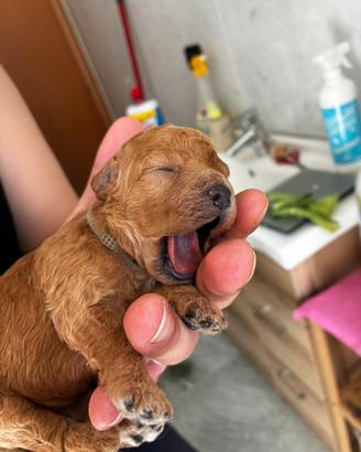 Cuccioli barboncini red nano