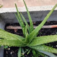 Aloe Vera in vaso