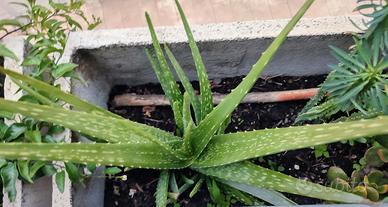 Aloe Vera in vaso