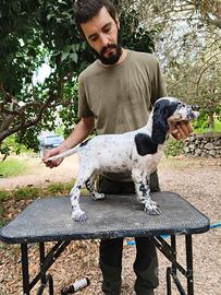 Cucciola Setter Inglese Bassana x Zagnis
