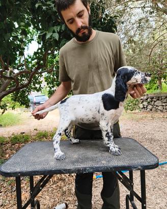 Cucciola Setter Inglese Bassana x Zagnis