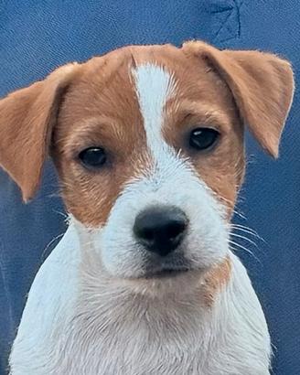 Jack Russell cucciolo
