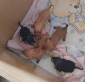 Cuccioli di pincher