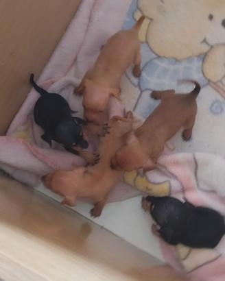 Cuccioli di pincher