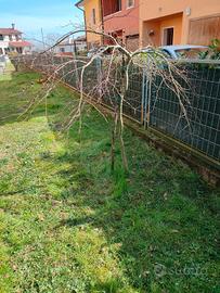 Aceri giapponesi,vari colori 