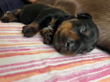 Cuccioli di bassotto tedesco