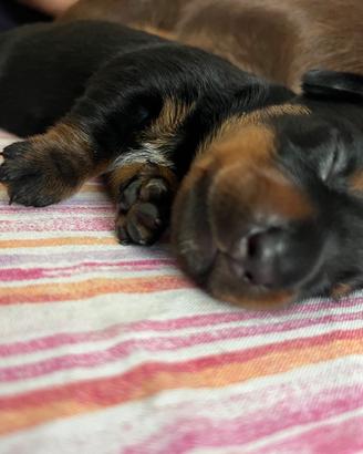 Cuccioli di bassotto tedesco