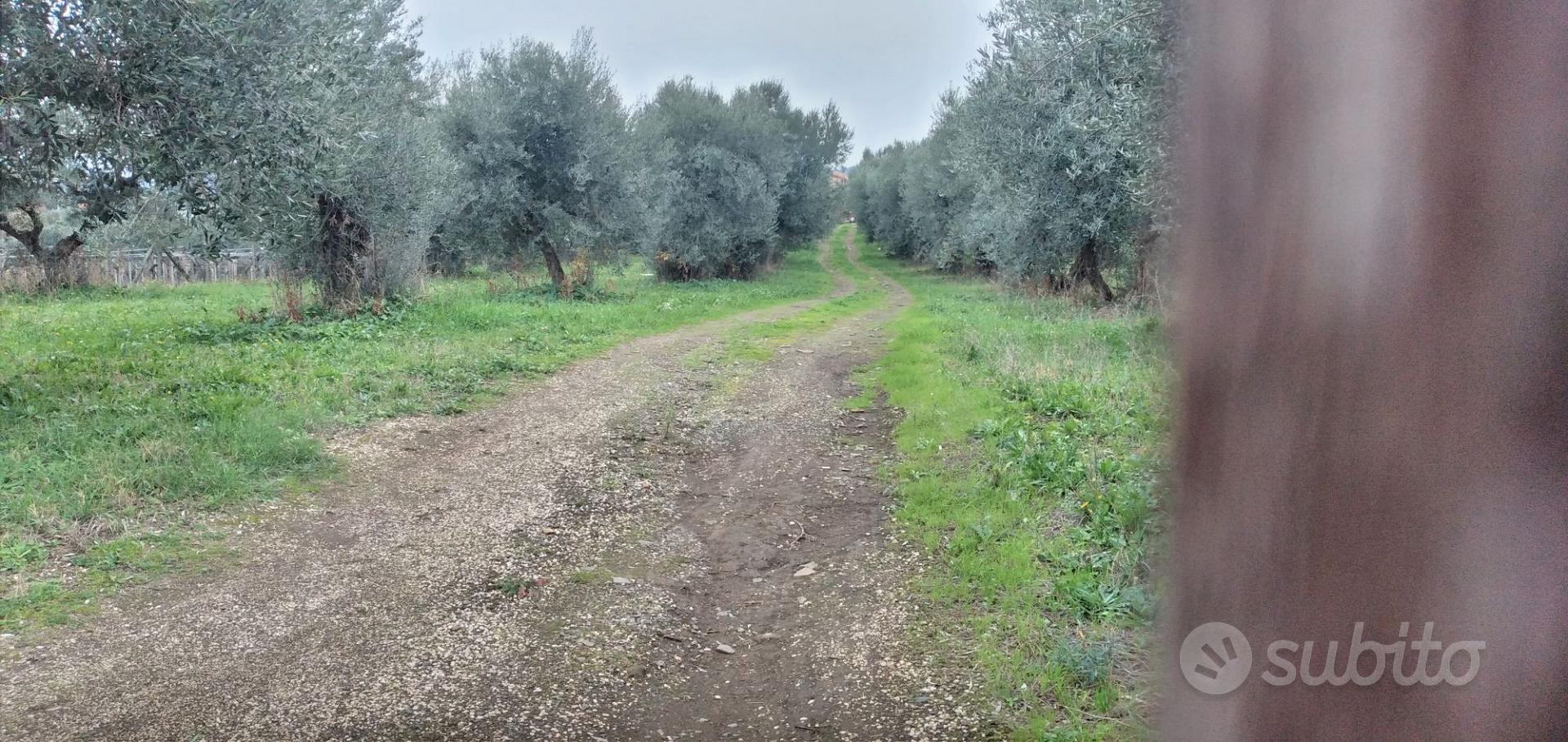 TERRENO DI 12 MILA MQ A FRASCATI - Vista 4