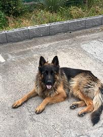 Monta pastore tedesco con pedegree