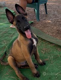 Pastore belga Malinois