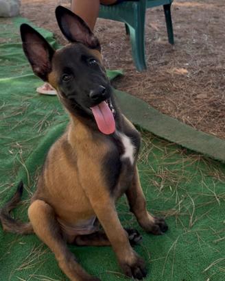 Pastore belga Malinois