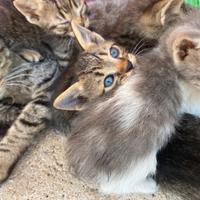 Gattini piccoli