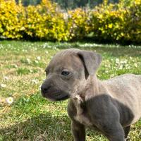 American pitbull terrier