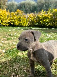 American pitbull terrier