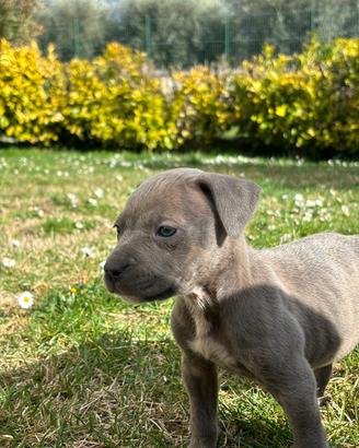 American pitbull terrier