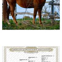 Puledri 2023 Inferno 66