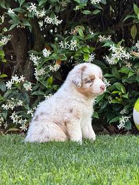 Cuccioli pastore Australiano