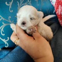 Maltese toy Pedigree ENCI
