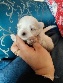 Maltese toy Pedigree ENCI