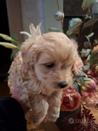 Maltipoo cuccioli