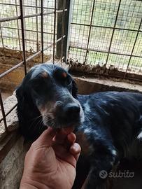 Setter femmina
