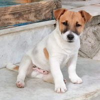 Jack Russel Terrier