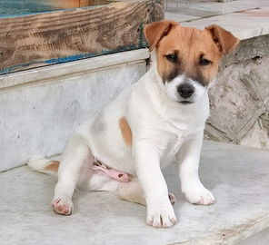 Jack Russel Terrier