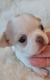 cucciola chihuahua