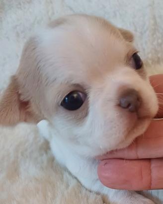 cucciola chihuahua