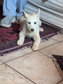 Siberian Husky