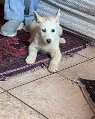 Siberian Husky
