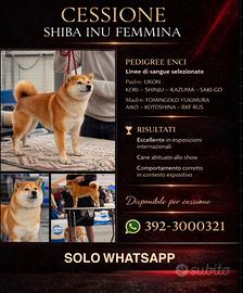 Shiba femmina adulta pedigree