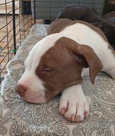 pitbull ukc