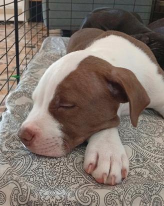 pitbull ukc